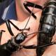 Illustration for article titled The rarest insect in the world also happens to be freaking enormous